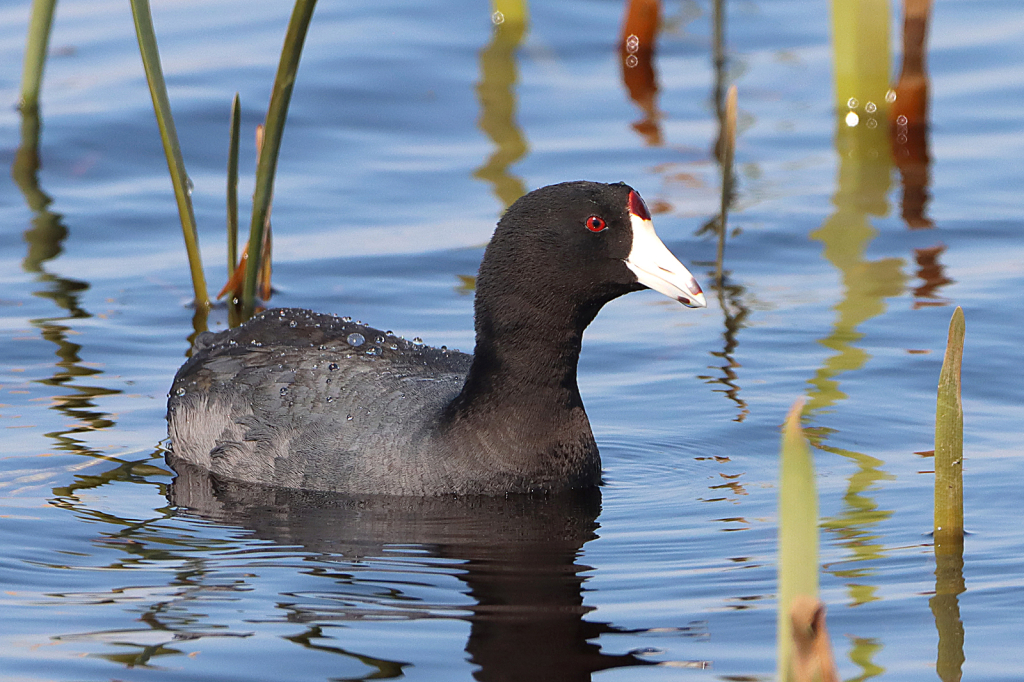 American Coot
