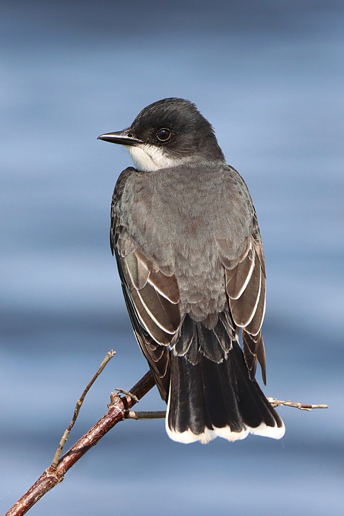 Eastern Kingbird