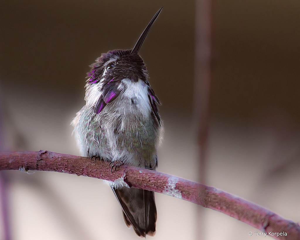 Costa Hummingbird