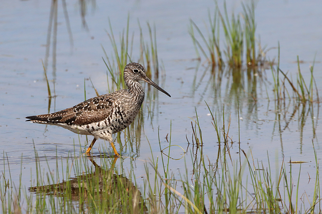 Yellowlegs