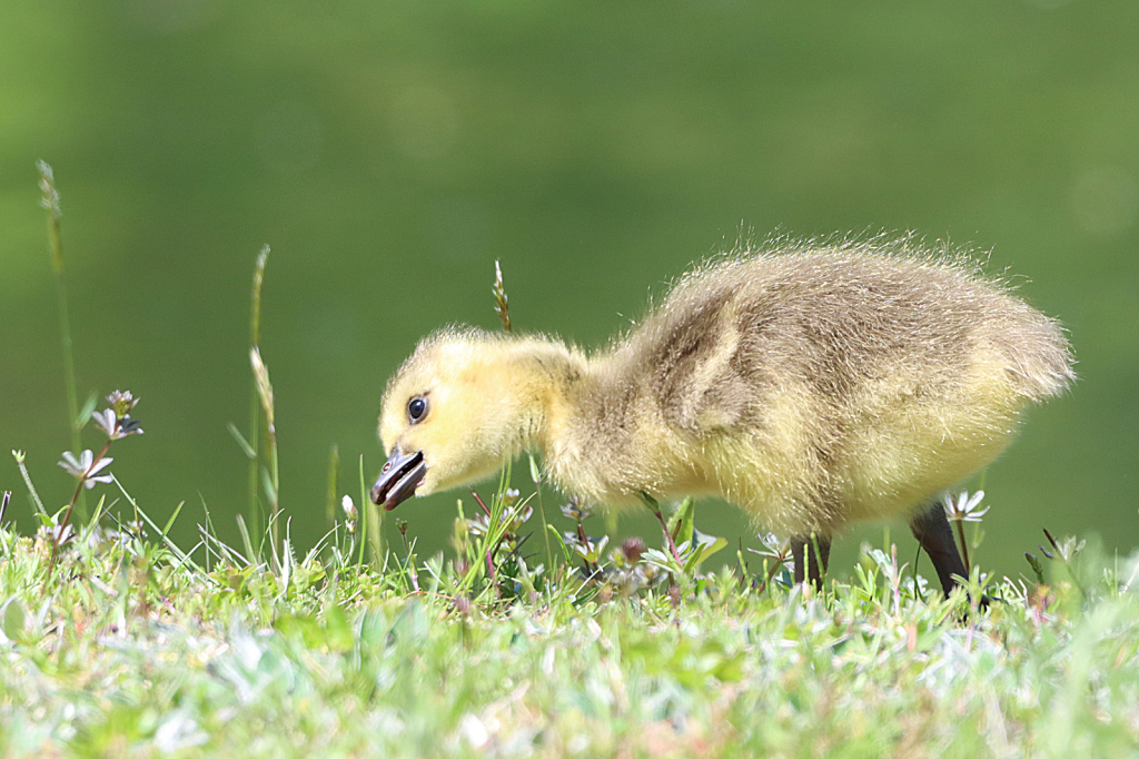 Gosling