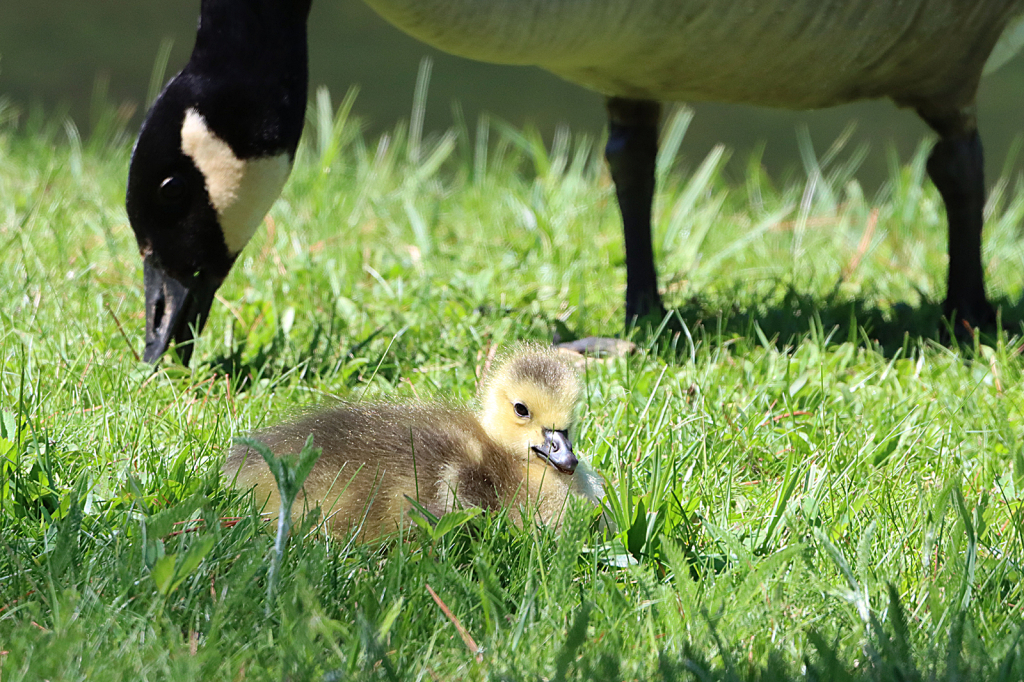 Gosling and Mama