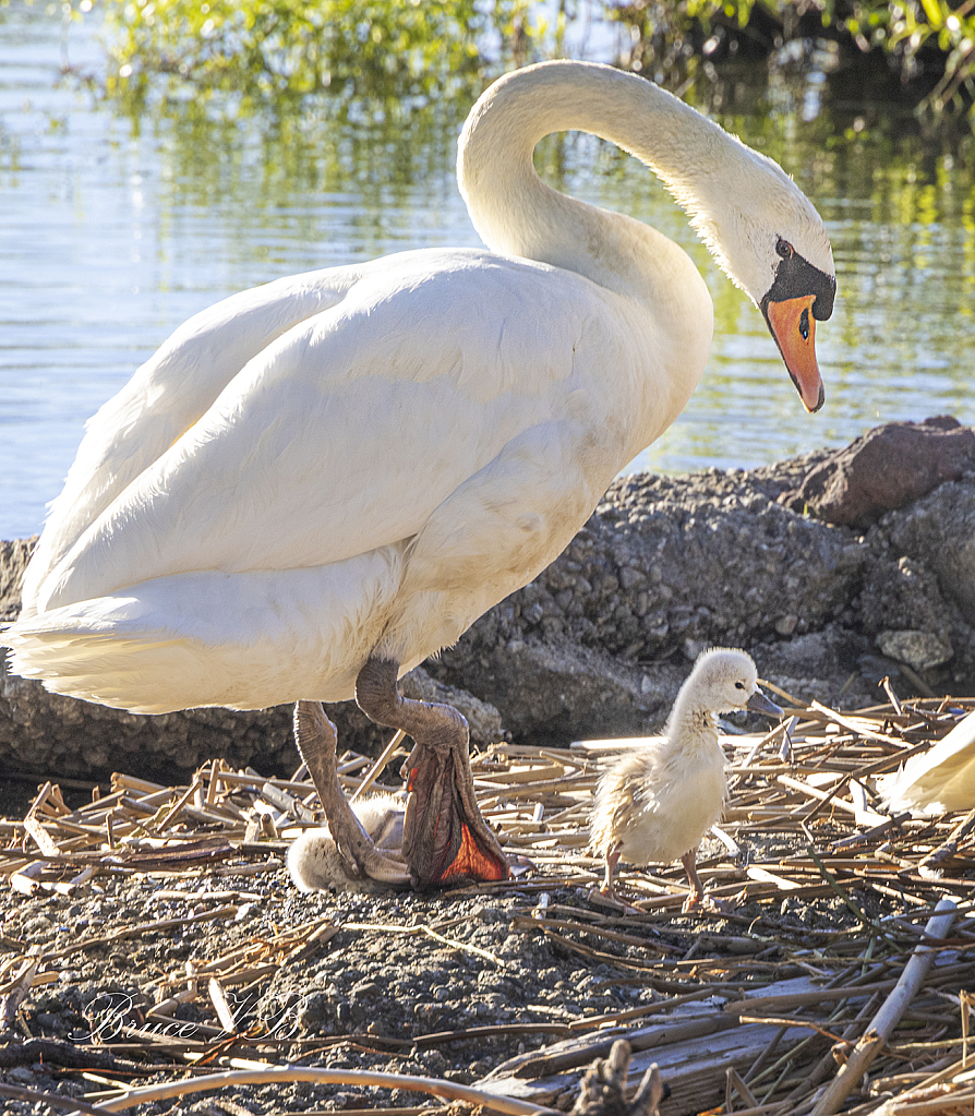 Mute Swan with her cygnets