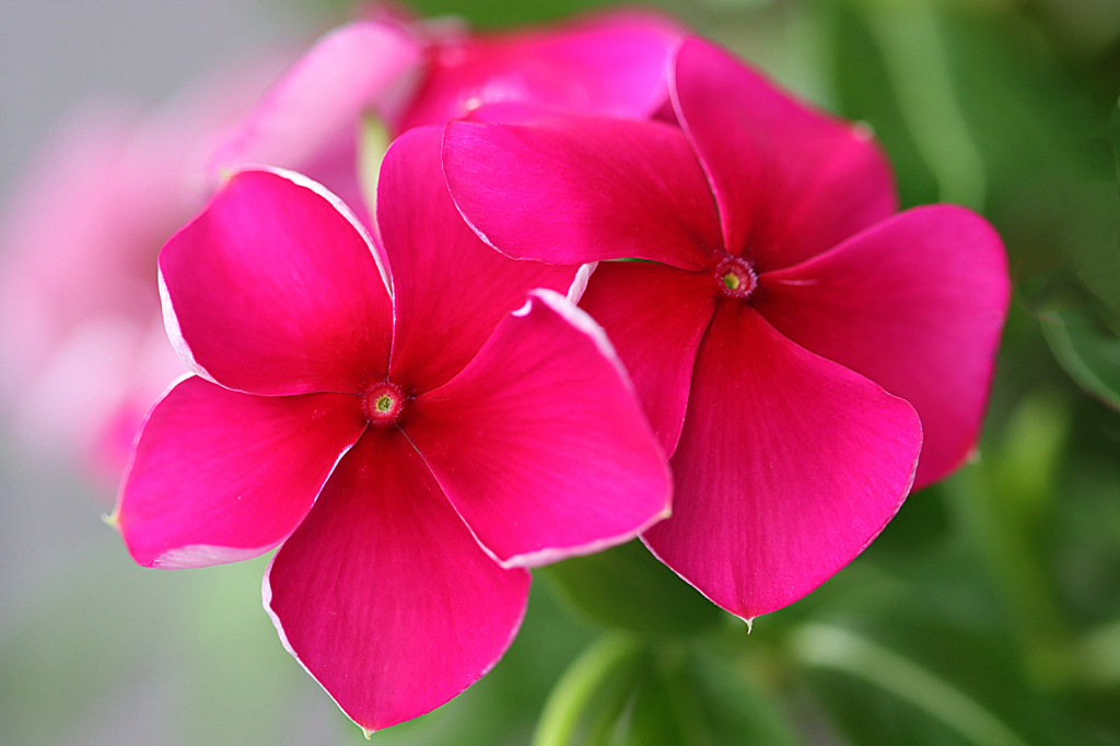Vinca