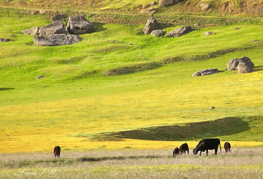 Rocks, Cattle and flowers