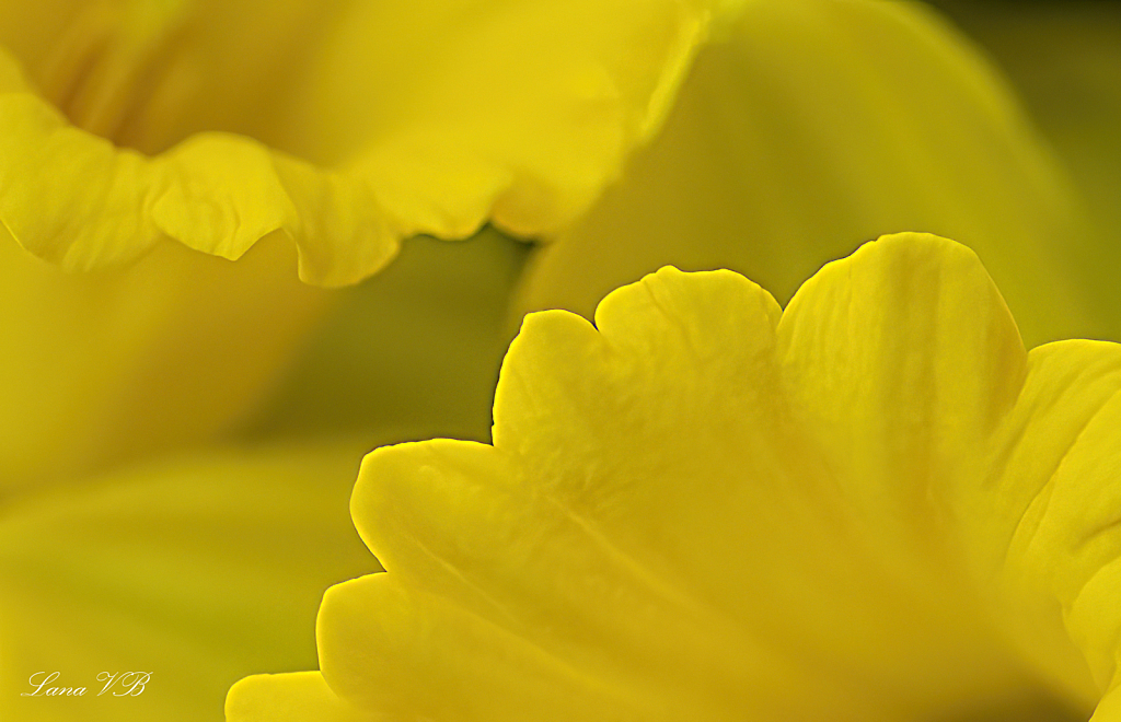 Semi circle daffodils