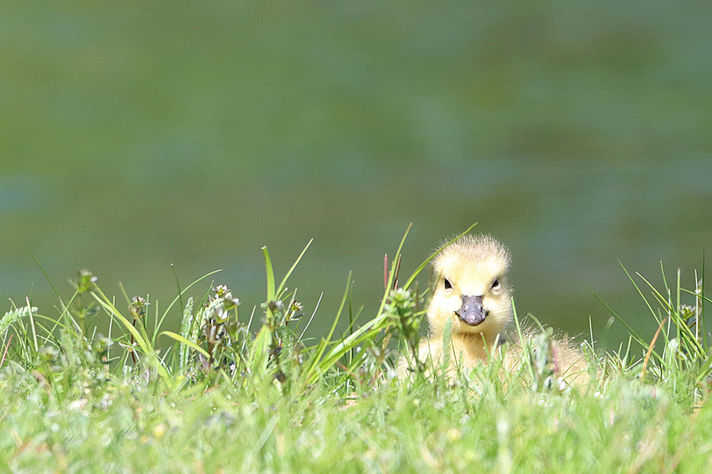 I See You!