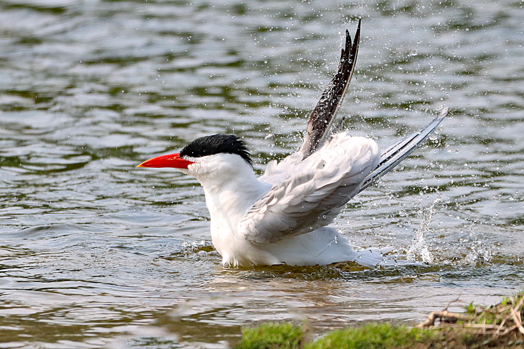 Caspian Tern