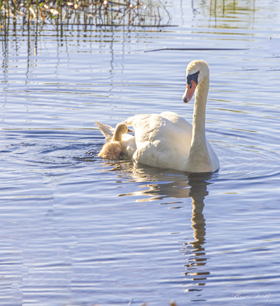 One day old Cygnet