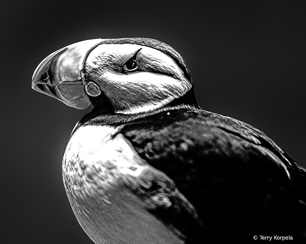 Puffin B&W
