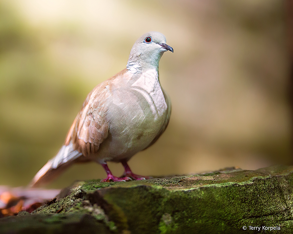 Dove