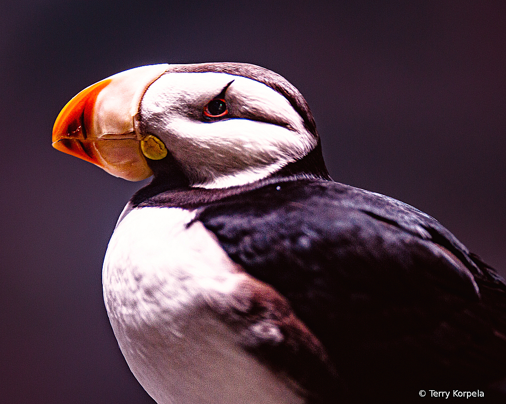 Puffin