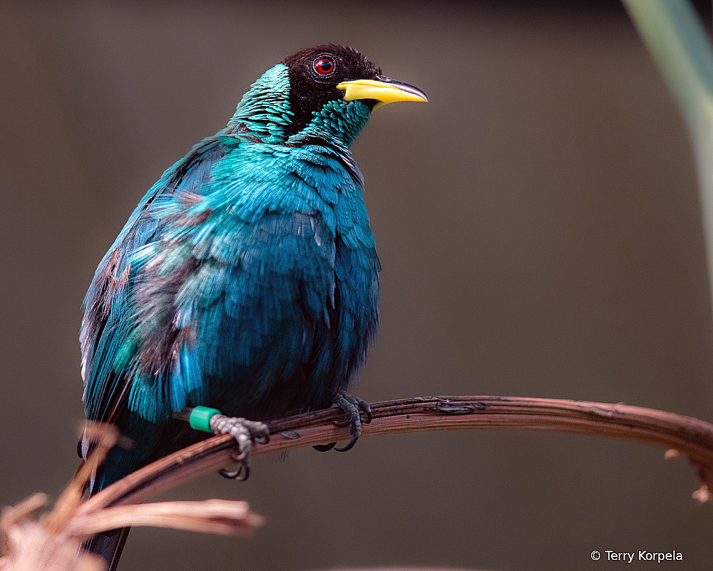 Green Honeycreeper