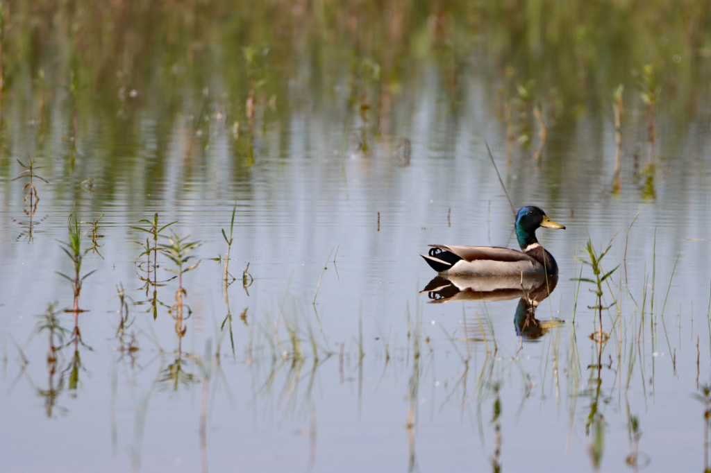 Lone Mallard