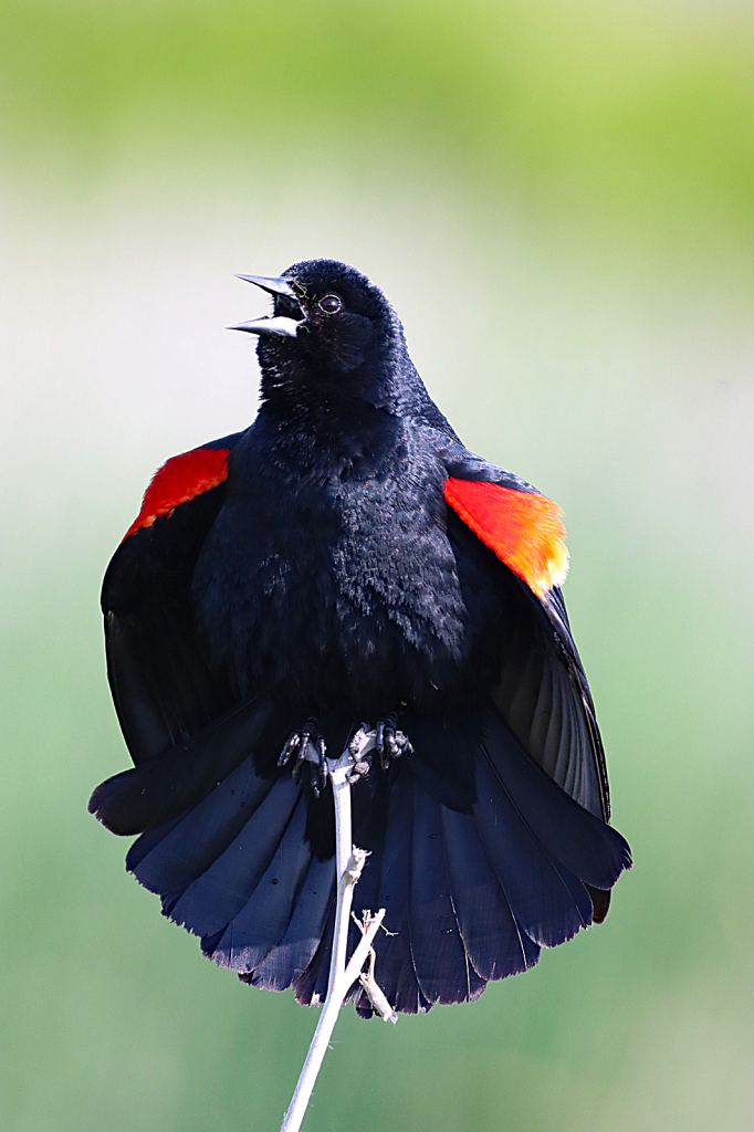 Singing Red-winged Black Bird