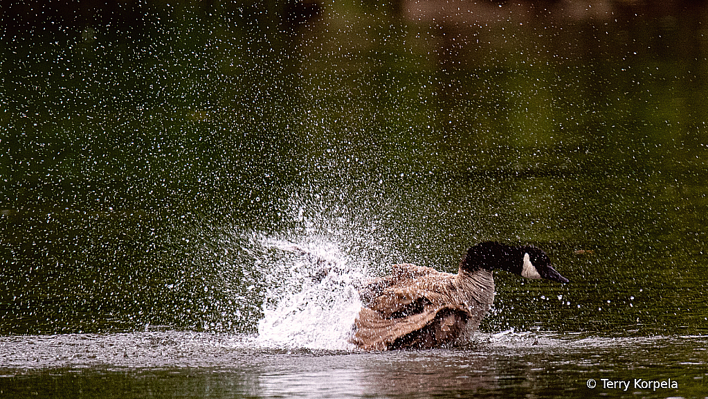 Bath Time!