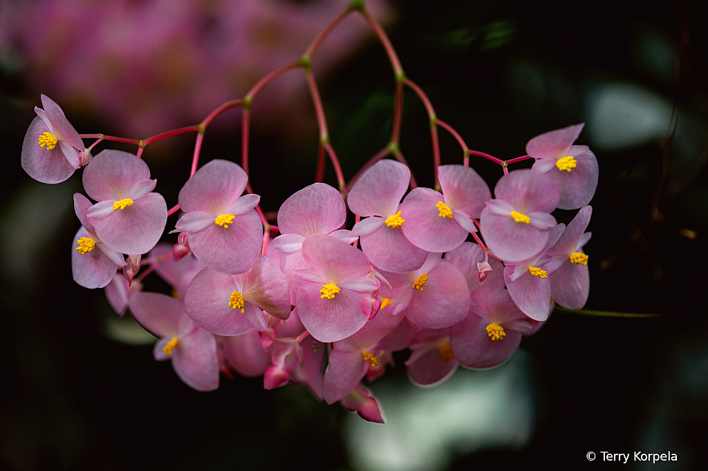 State Botanical Garden of Georgia