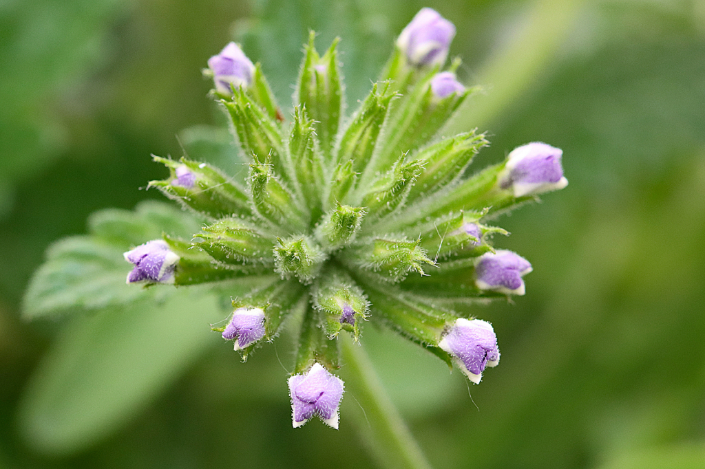 Superbena Blossom