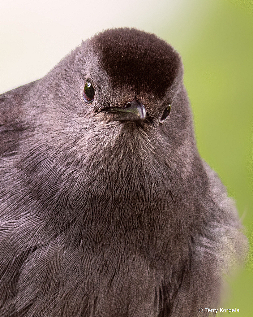 Grey Catbird