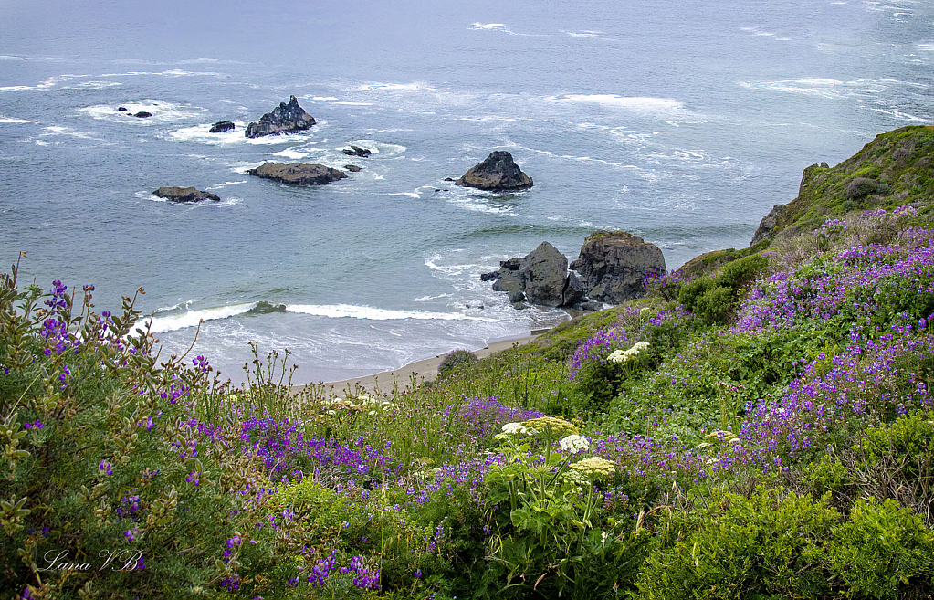 Flowers at Goat Head State Beach