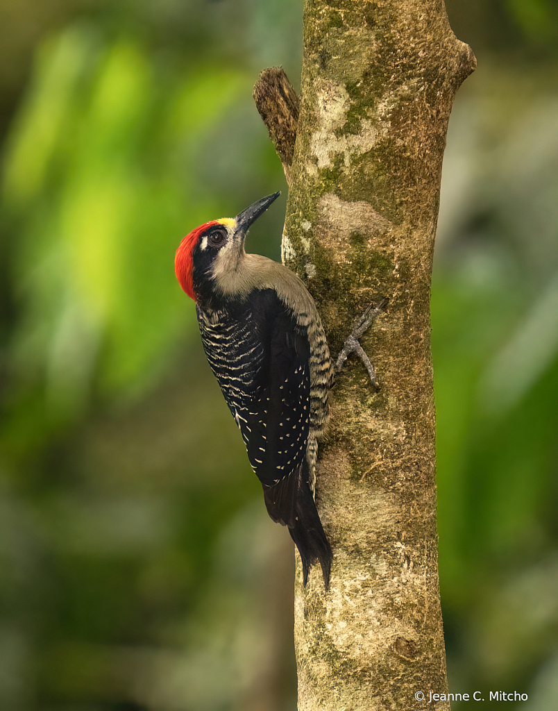 Black cheeked woodpecker