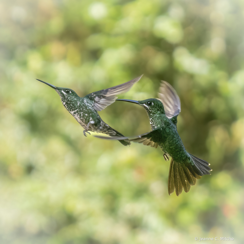 Green crowned brilliant hummingbirds
