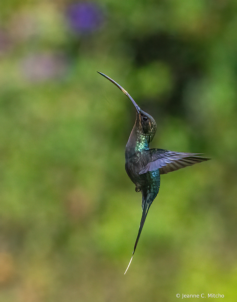 Green hermit hummingbird 3
