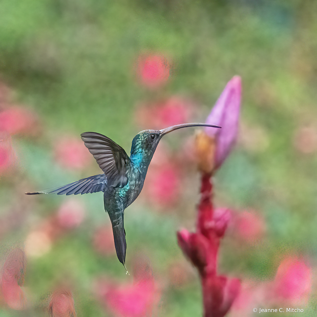 Green hermit hummingbird