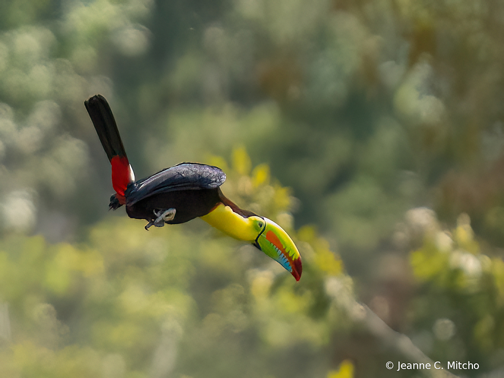 Keel billed toucan 2