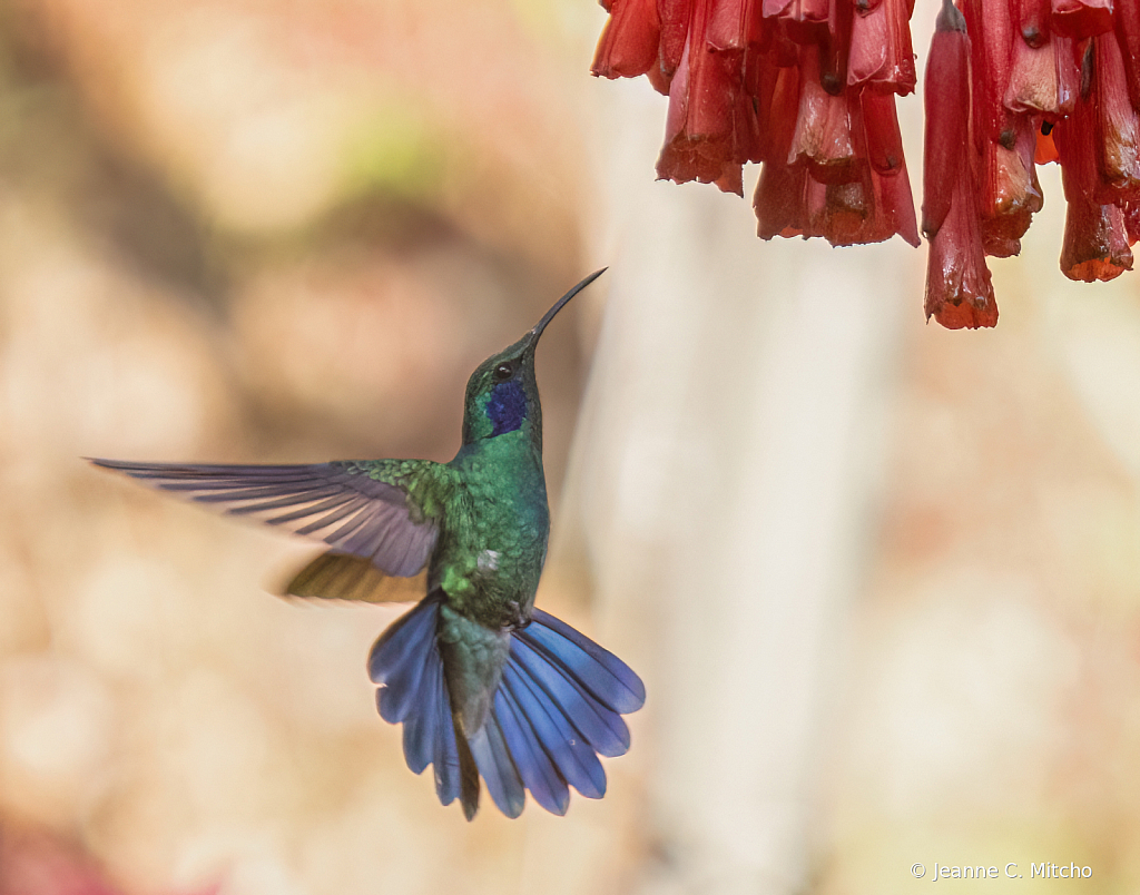 Lesser violetear hummingbird 2