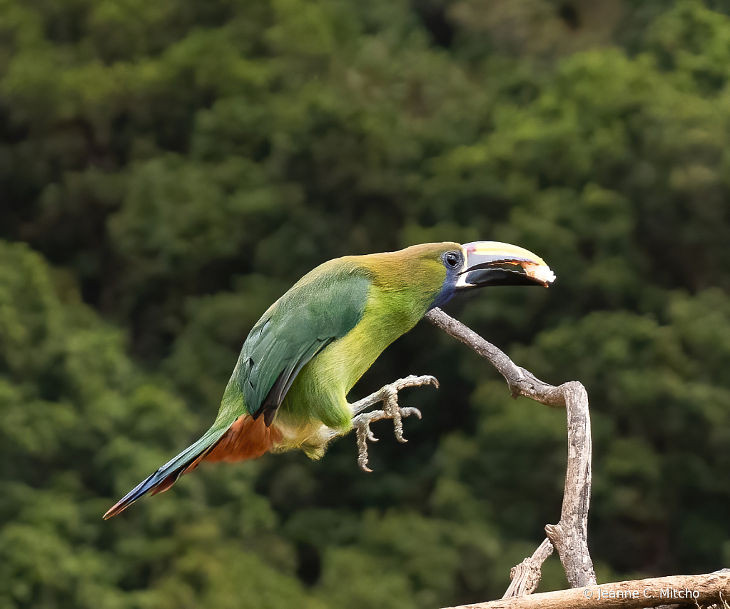 Northern emerald toucanet 2