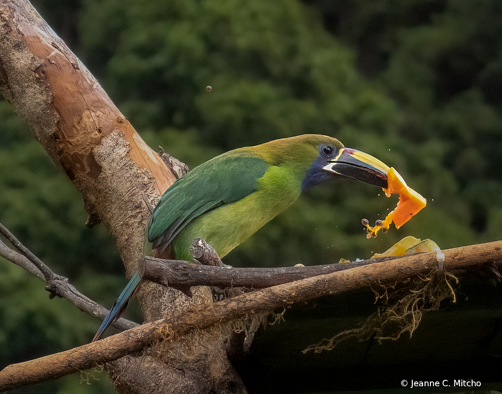 Northern emerald toucanet