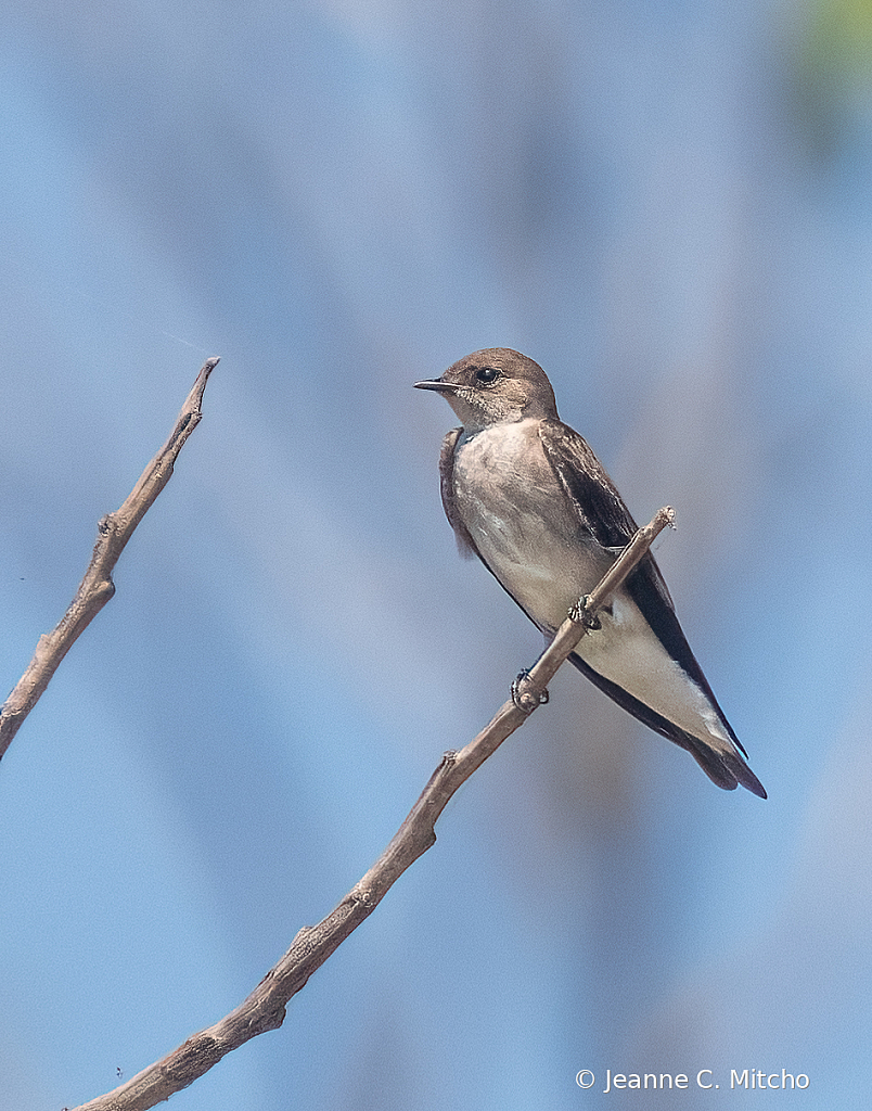 Northern roughwinged swallow