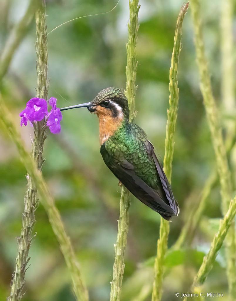 Purple throated mountain gem hummingbird