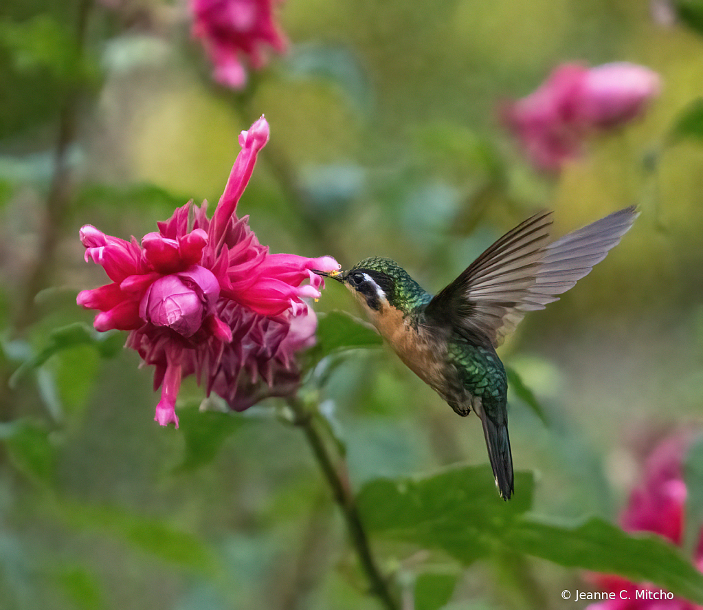 Purple throated mountain gem hummingbird 2