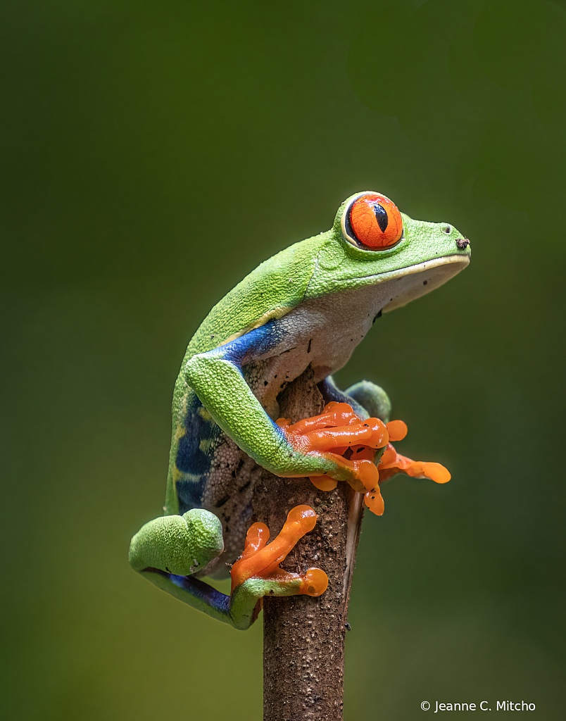 Red-eyed tree frog 2