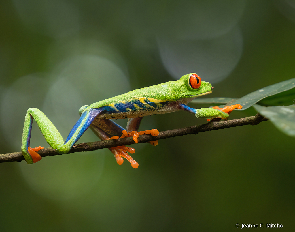 Red-eyed tree frog 3