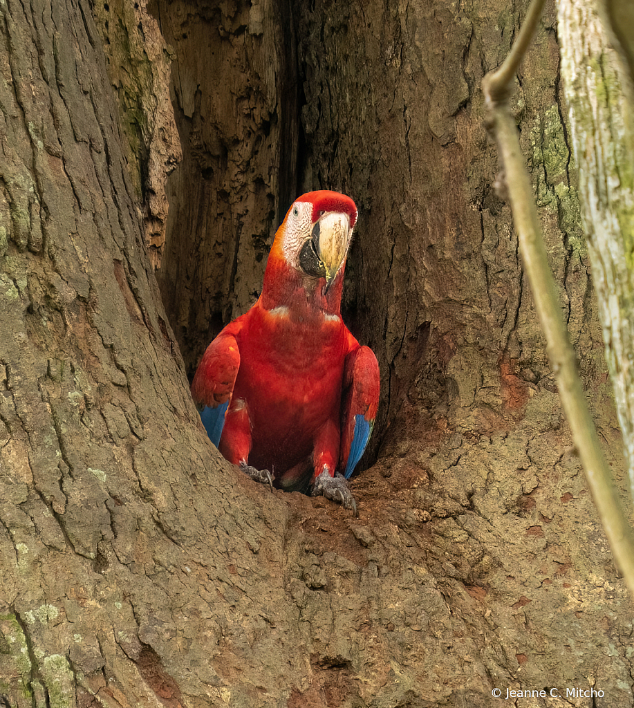 Scarlet macaw 2