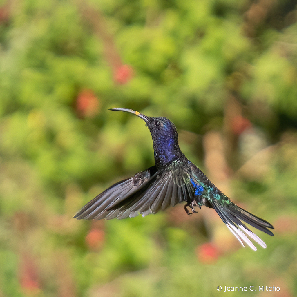 Violet sabrewing hummingbird 3