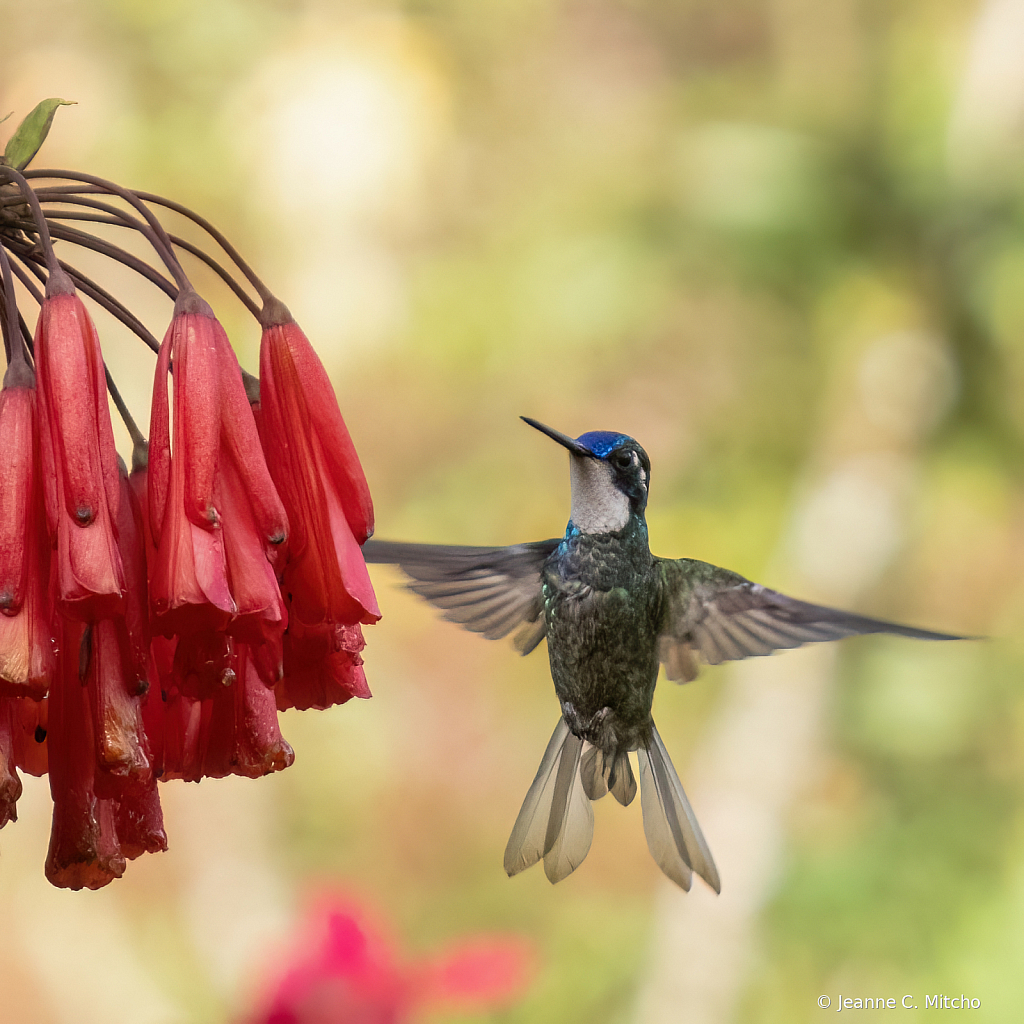 White necked jacobin hummingbird 2