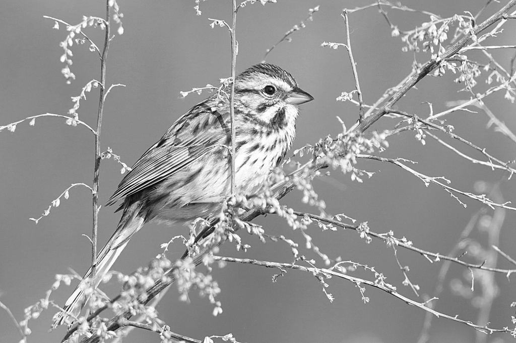 Sparrow B&W