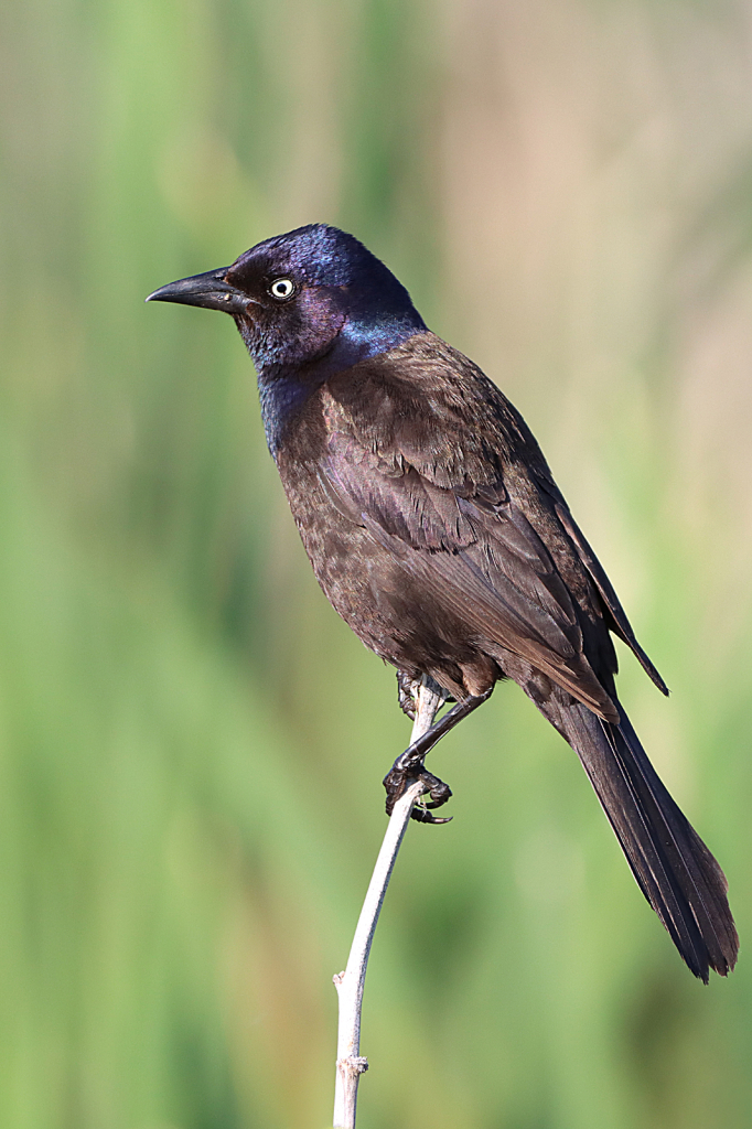 Common Grackle