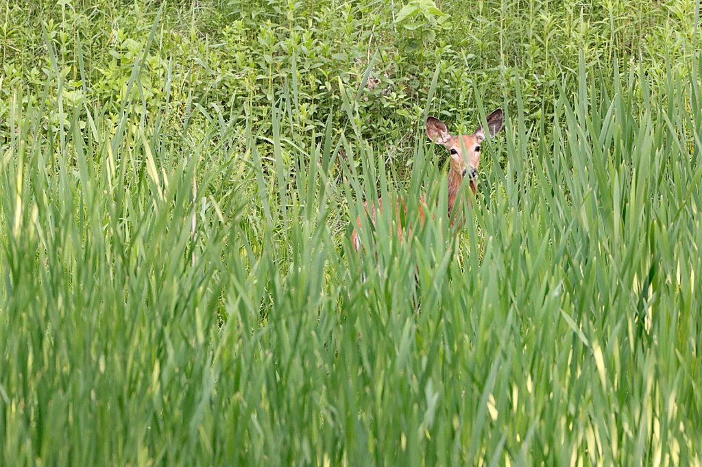 Hiding in Plain Sight