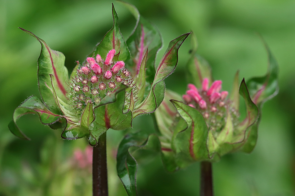 Bee Balm Pink