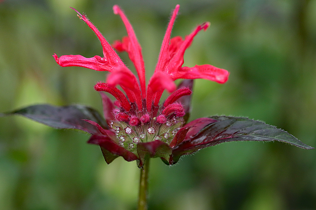 Bee Balm Red Velvet