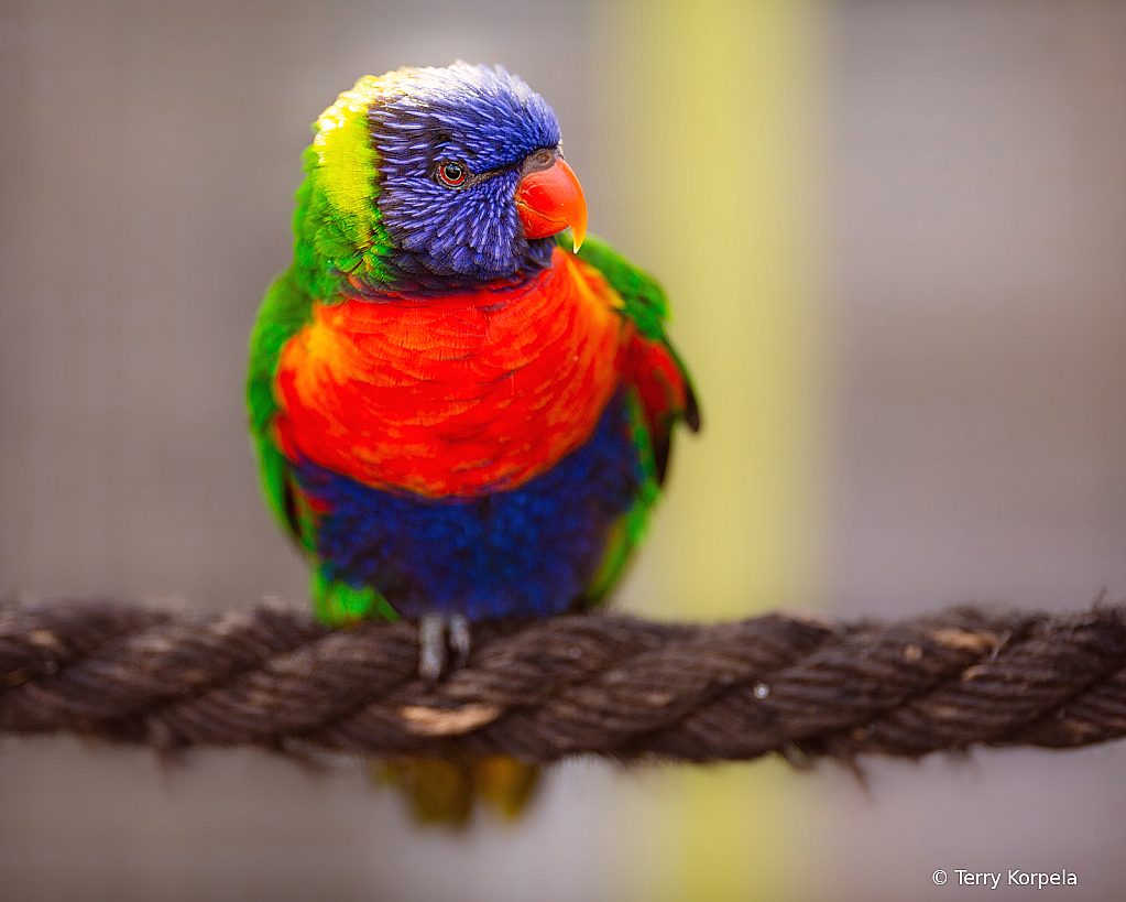 Lorikeet 