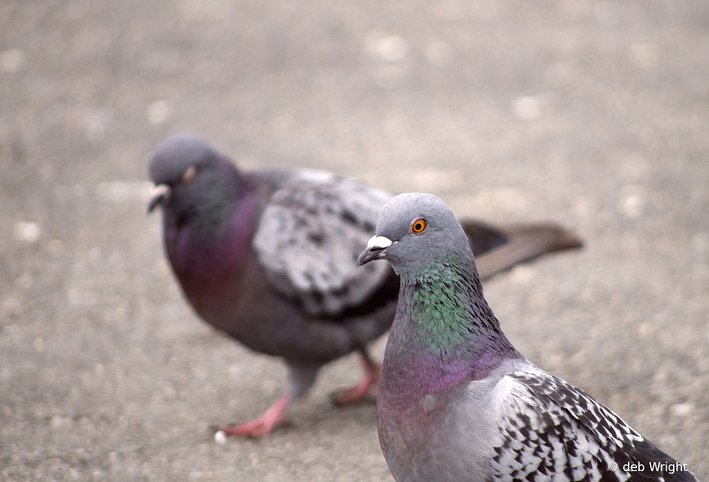 Pigeons