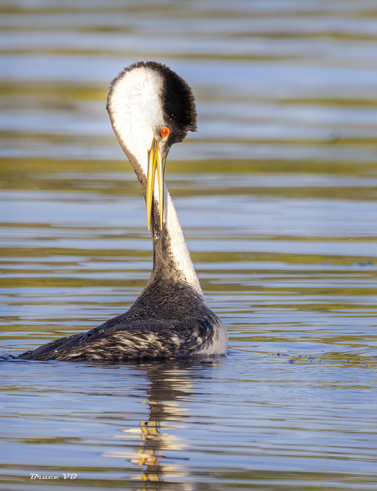 Lines of a Grebe