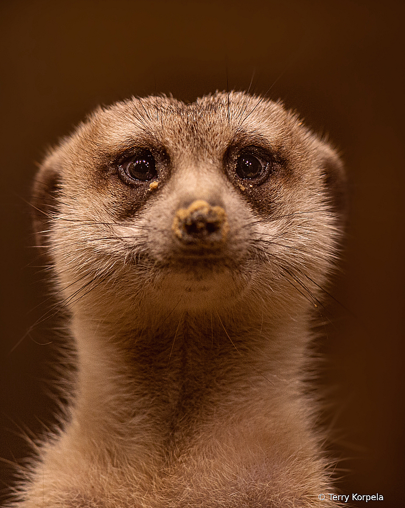 Meerkat