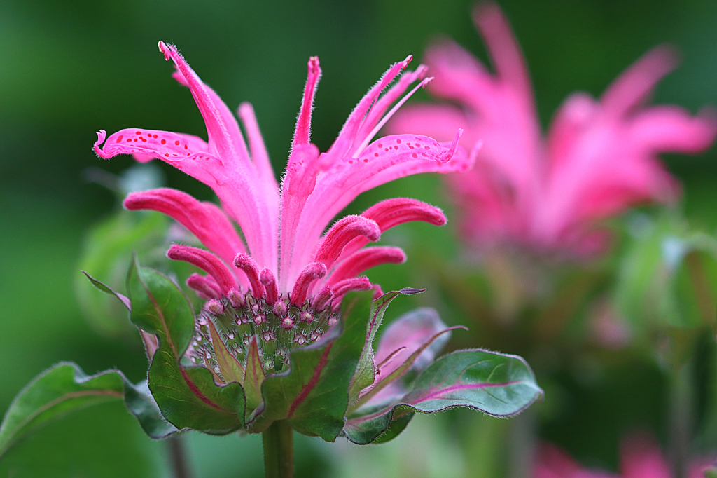Bee Balm